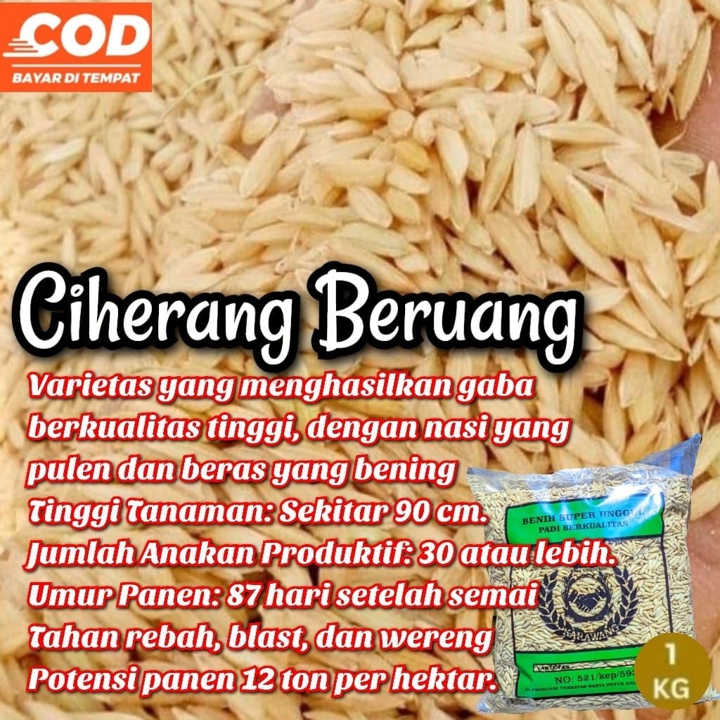 benih Padi Ciherang Beruang (1kg)