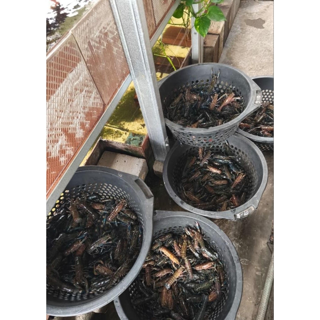 

Lobster Air Tawar konsumsi ukuran 4 - 5 inch