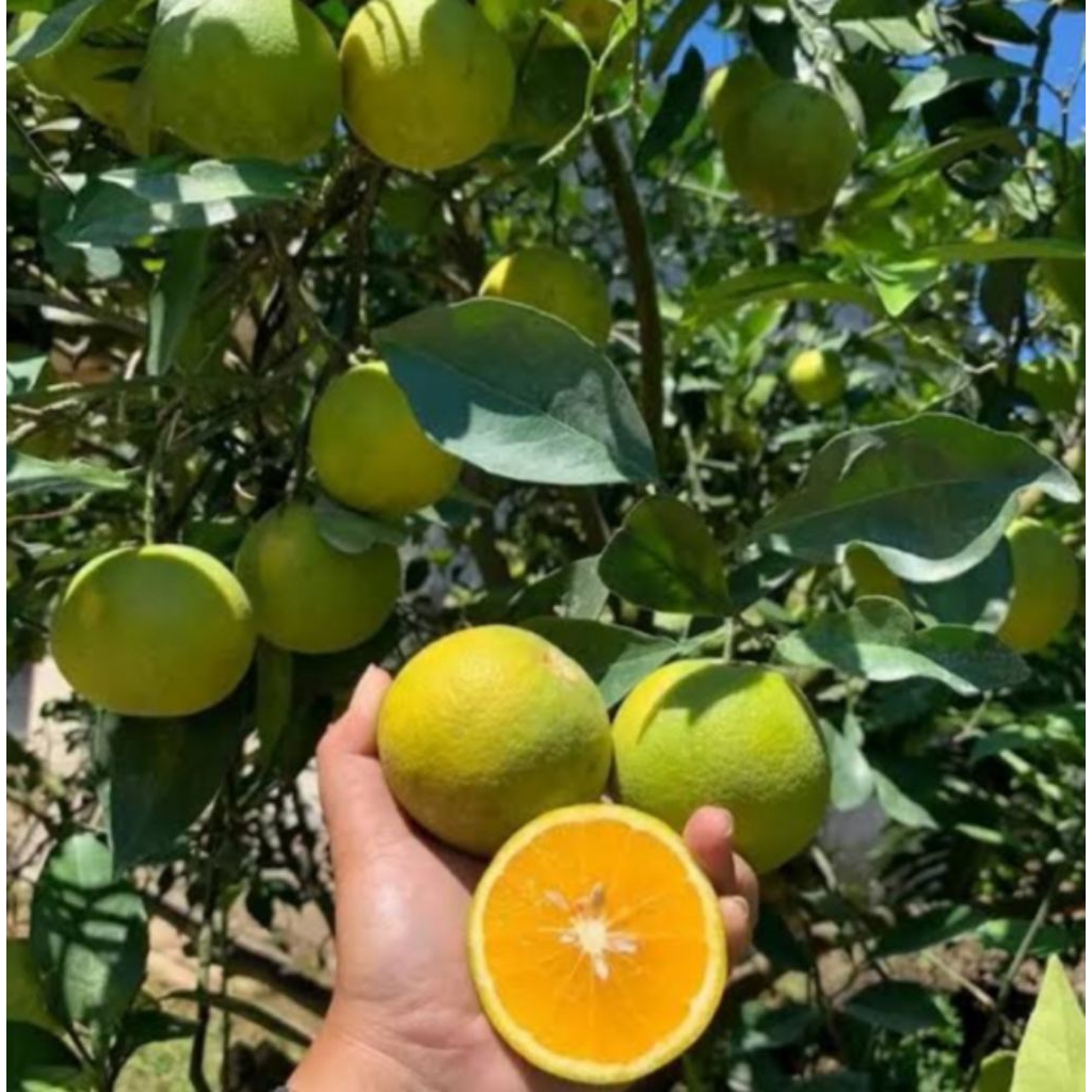 

bibit tanaman buah jeruk sunkist