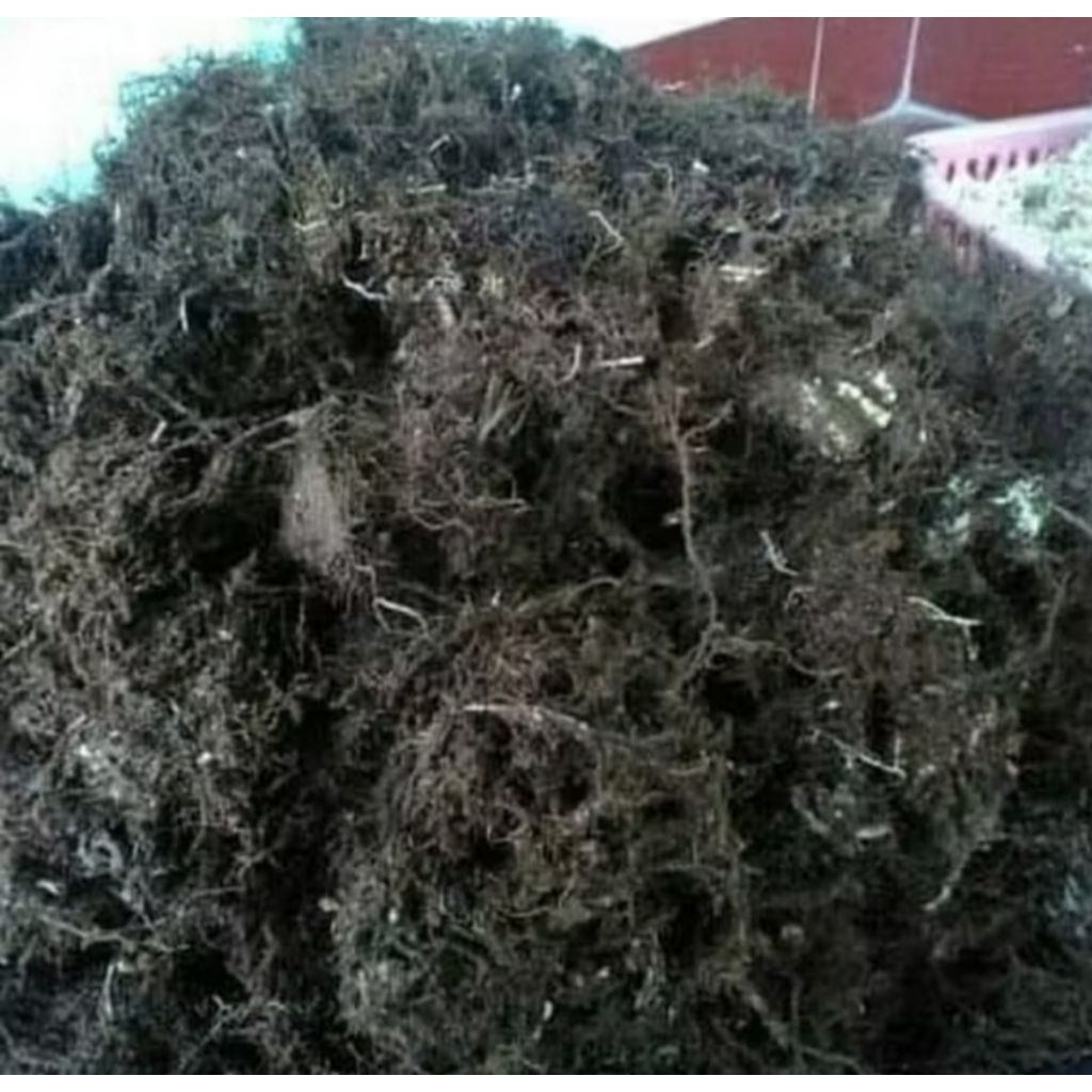 Tumbas Tani Mos Hitam Asli Media Anggrek 1Kg