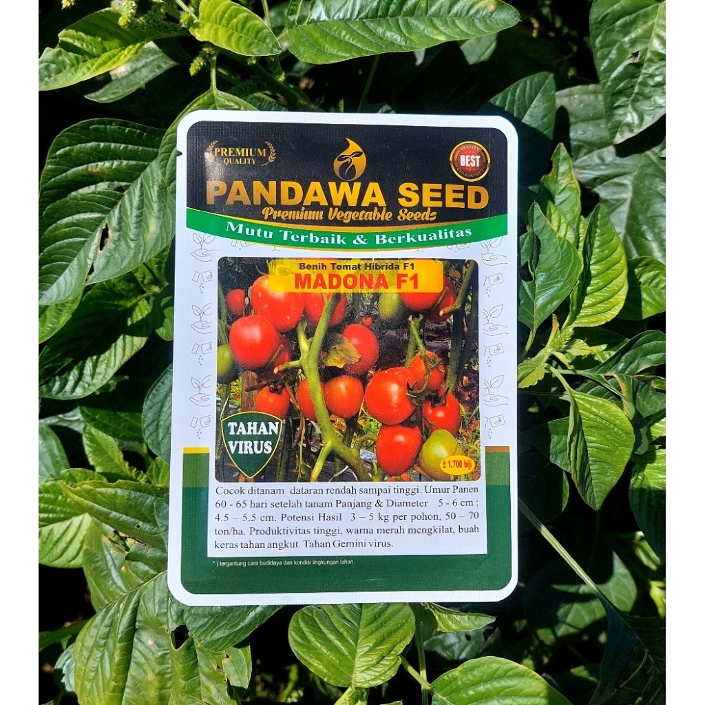 Benih Tomat Hibrida MADONA F1 tahan virus gemini
