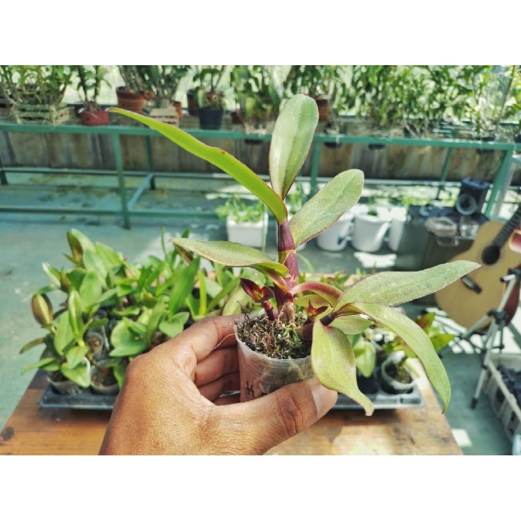 PUSPA TANDUR | Rajajowas x Rums Beauty