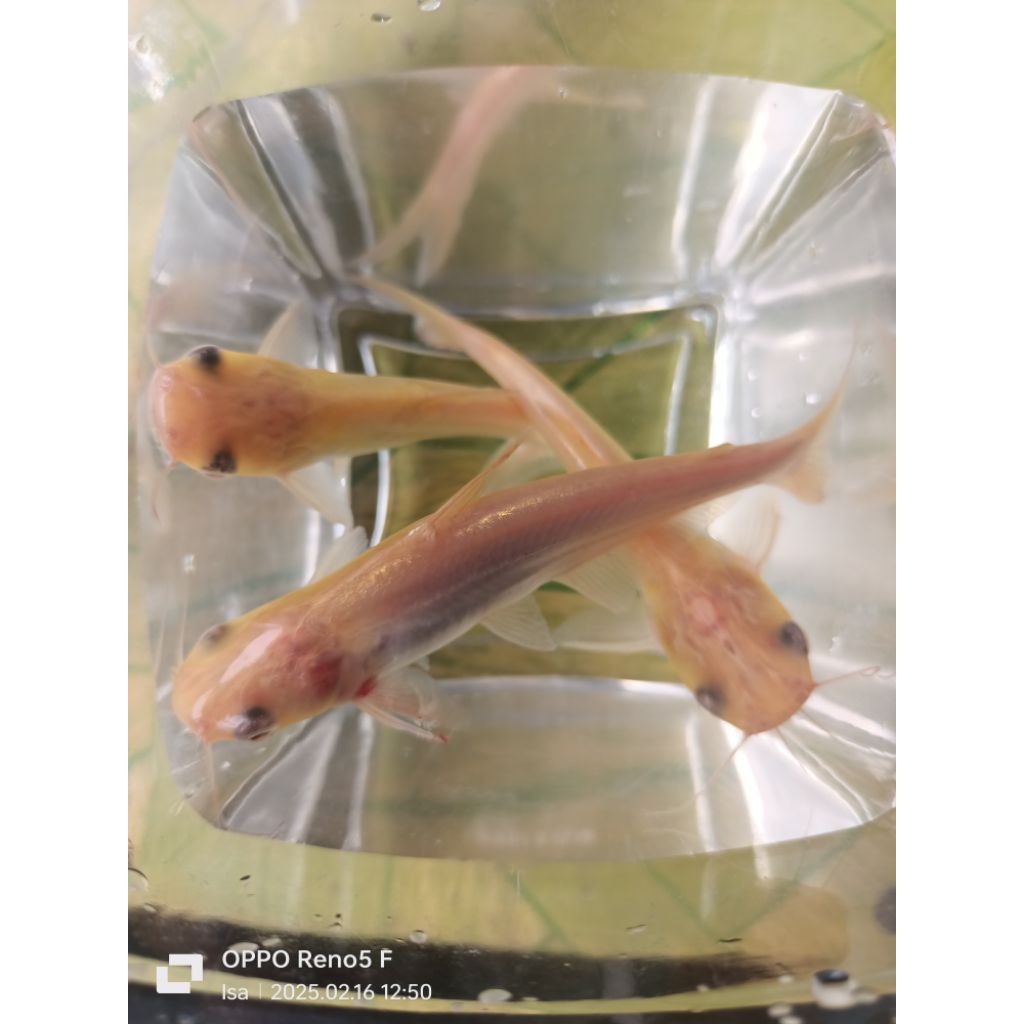 

Paket isi 5 Ekor Patin Albino ukuran 7 cm