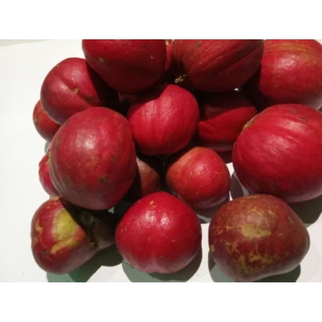 

Buah Mahkota Dewa Segar 1Kg