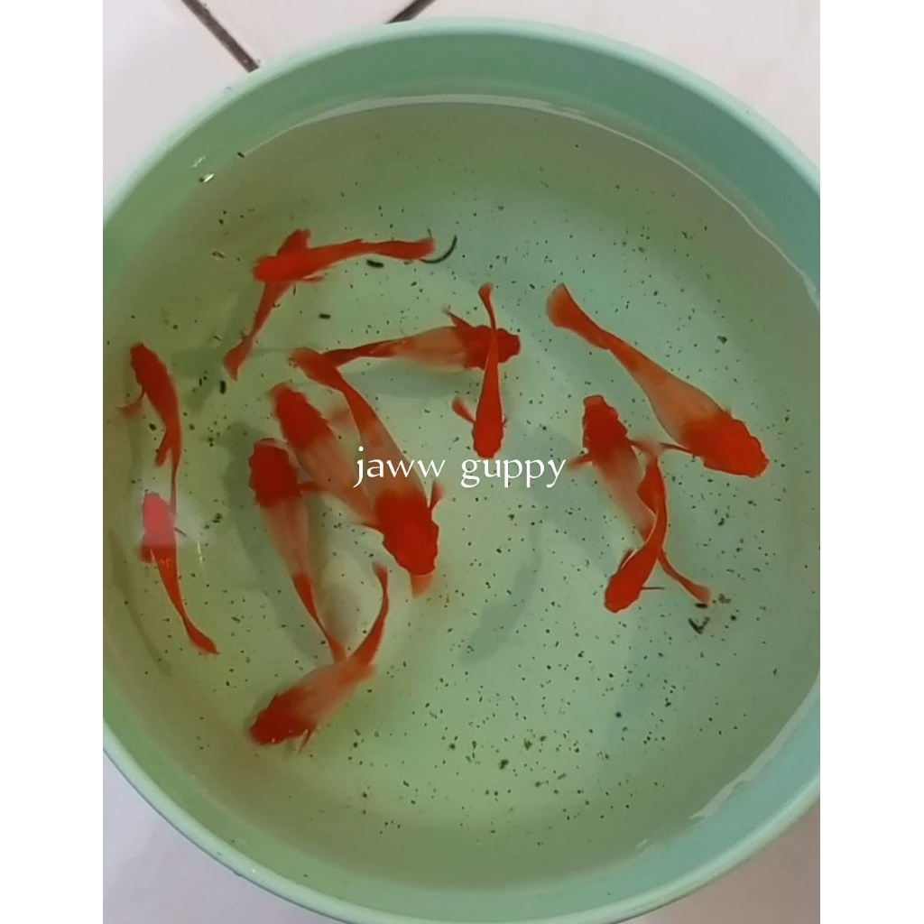 

logo albino koi red ear sebelah satu pasang