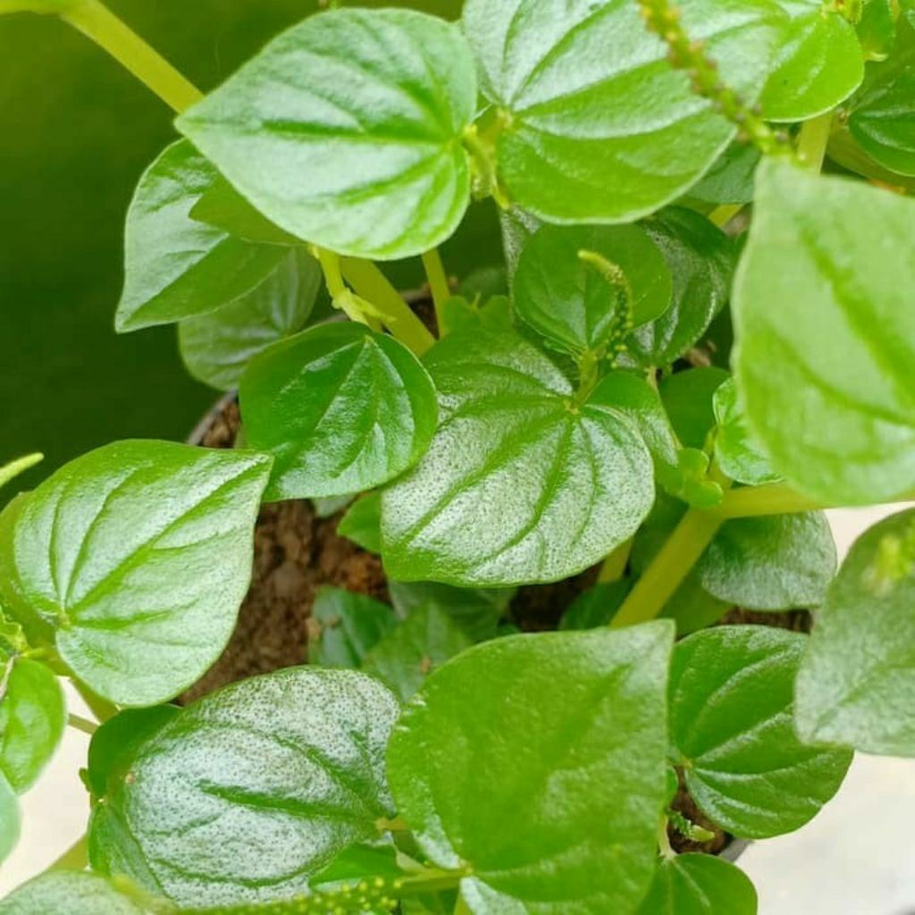 

cecer kempes/ sirih cina