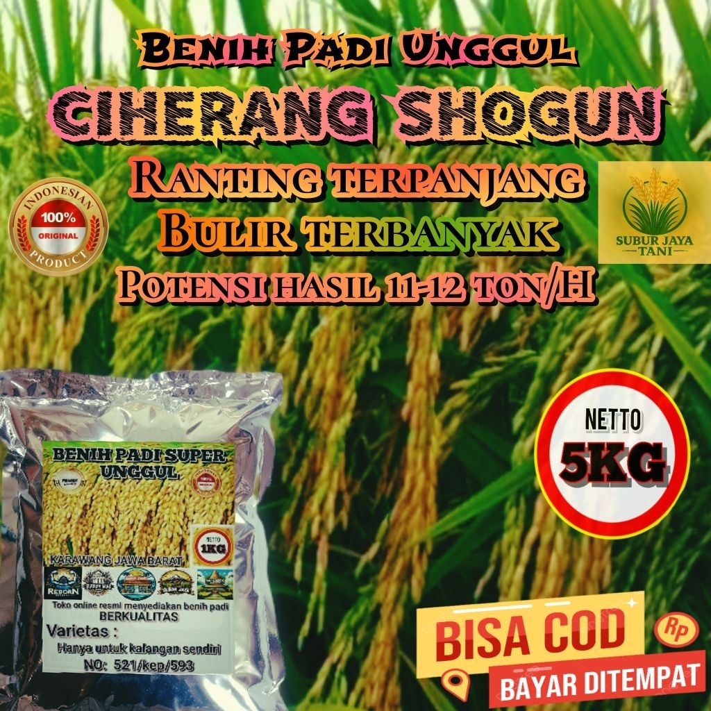 (5KG) Benih Padi CIHERANG SHOGUN Bibit Padi super dengan ranting yang panjang bulir terbanyak