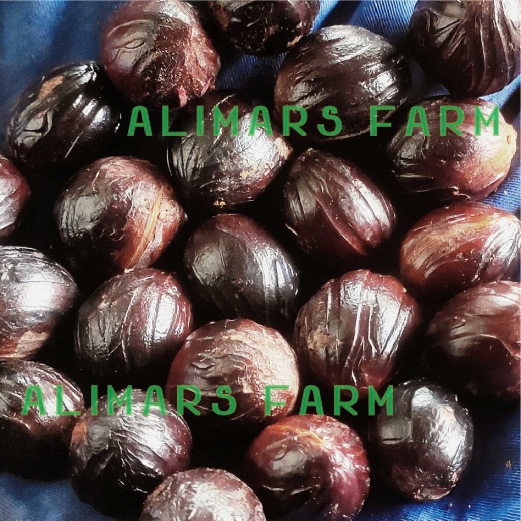 

Biji Buah Pala Kering
