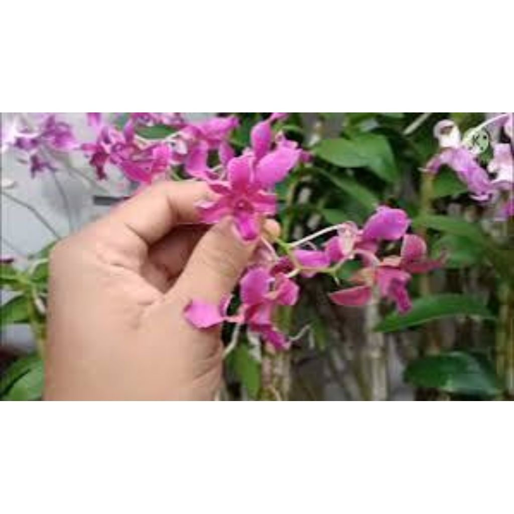 anggrek superbin tual maluku