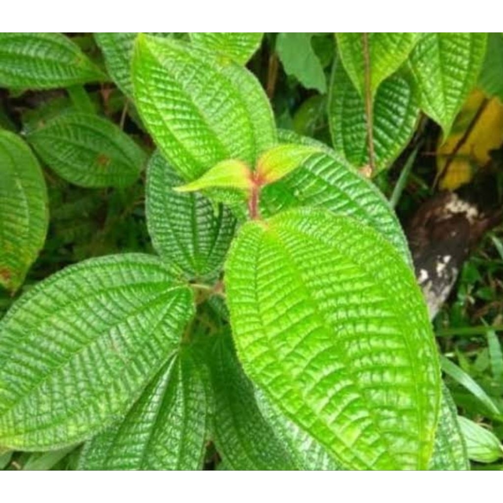 

Daun harendong bulu daun senduduk bulu segar 1 kg-az