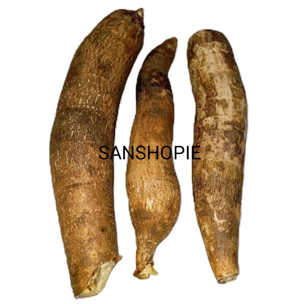 

Singkong sapikuru - 1 kg bonus 1 batang bibit