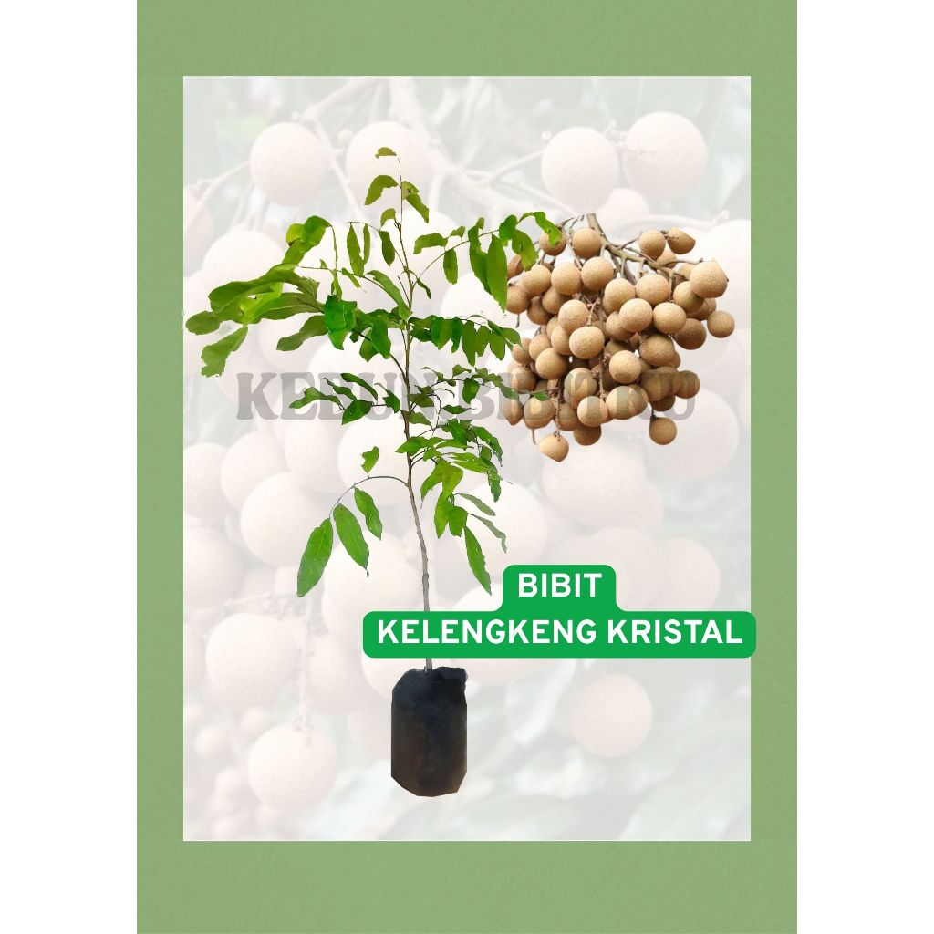 

ORIGINAL BIBIT Kelengkeng New Kristal berkualitas rasa manis murah bisa COD
