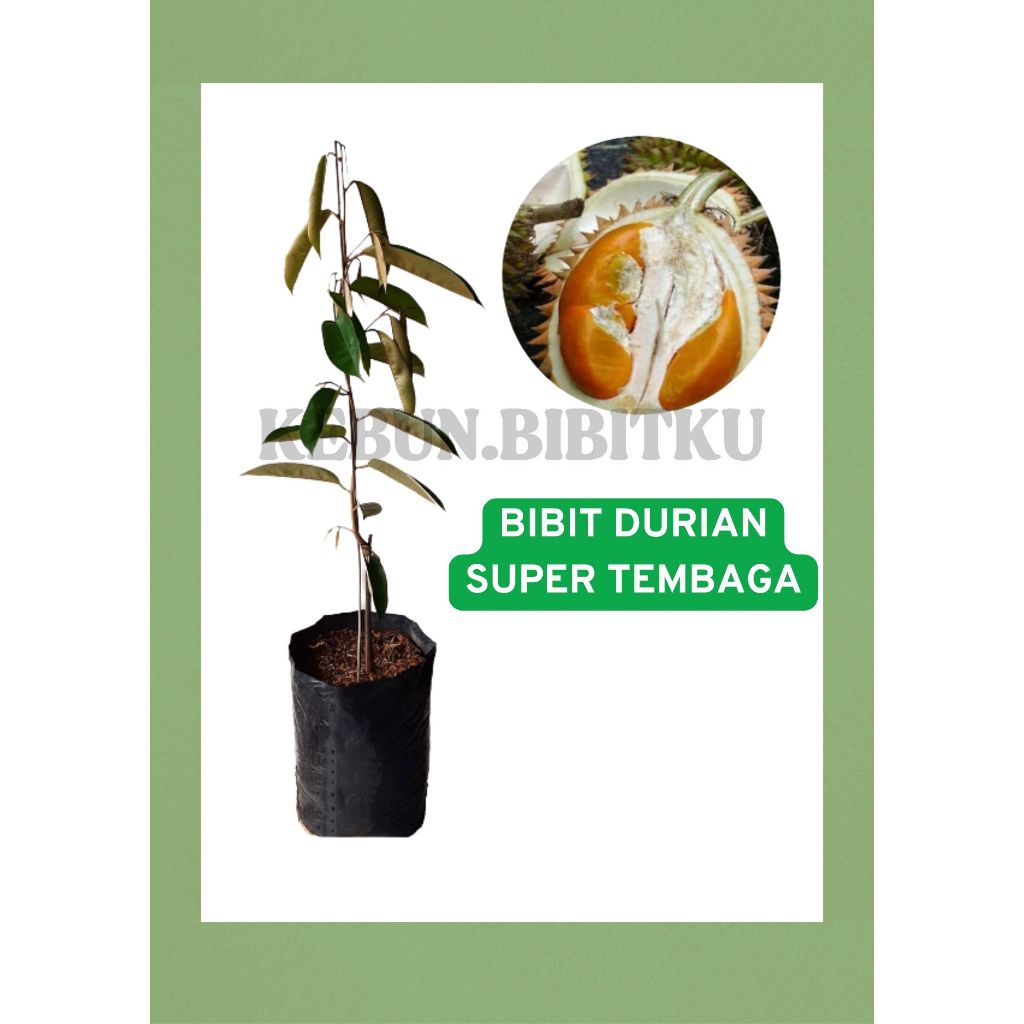

ORIGINAL Bibit Durian Super Tembaga Tinggi 70 s/d 80 CM
