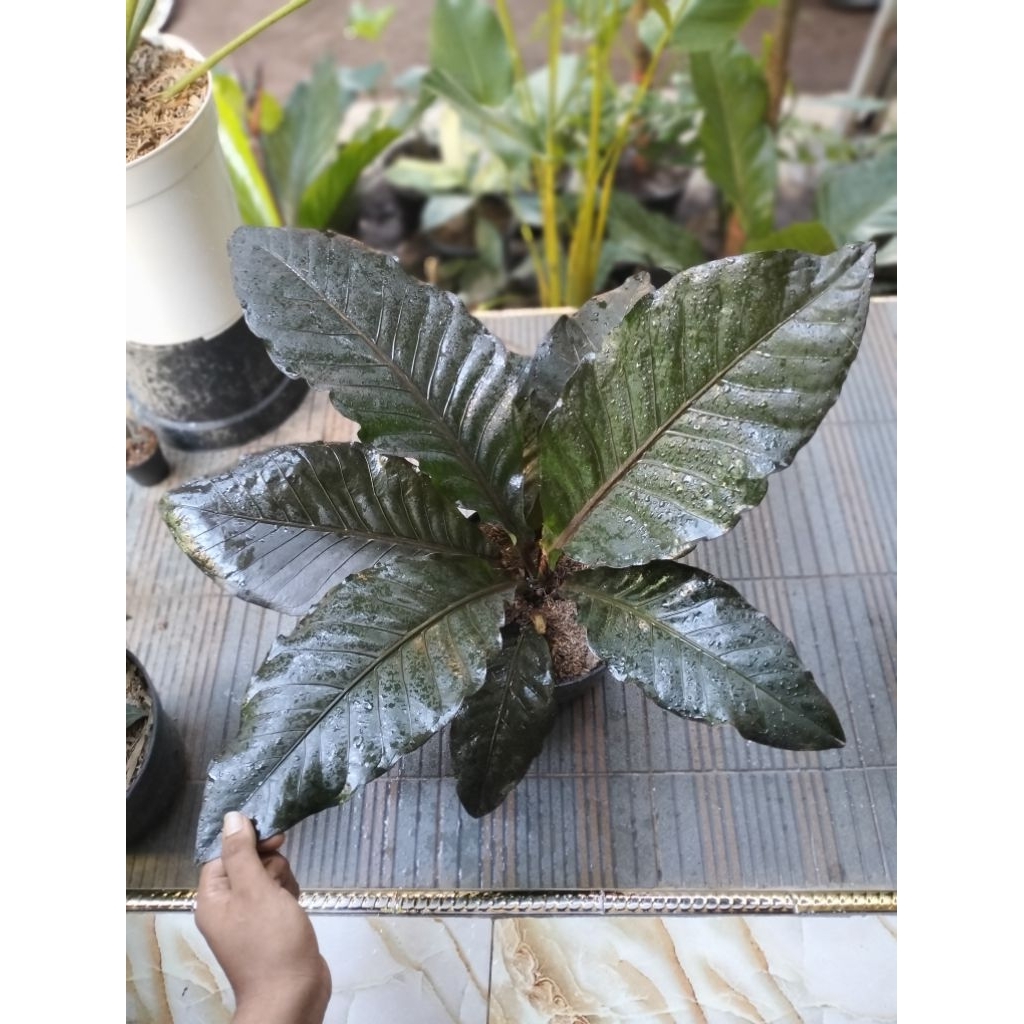 AnturiumBlackBurgundi