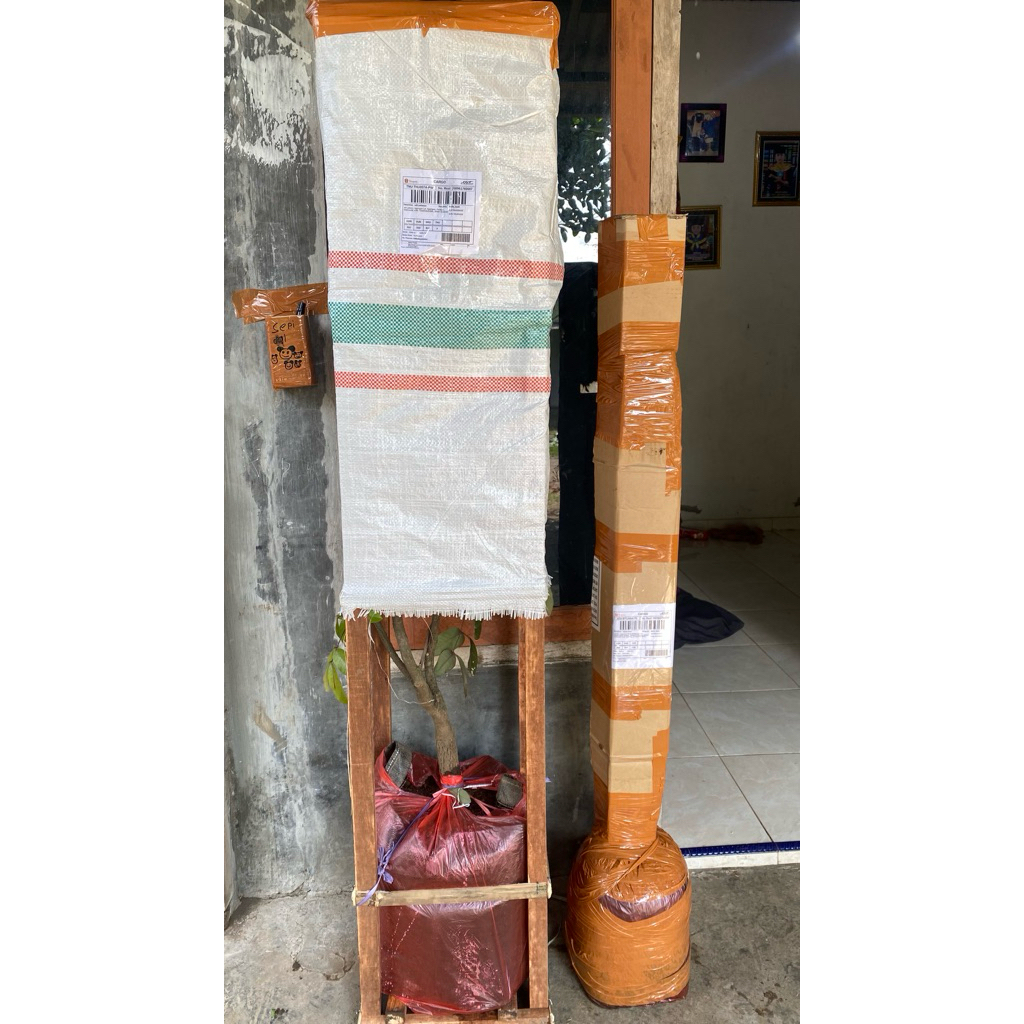 

indukan jeruk siem kondiisi full buah