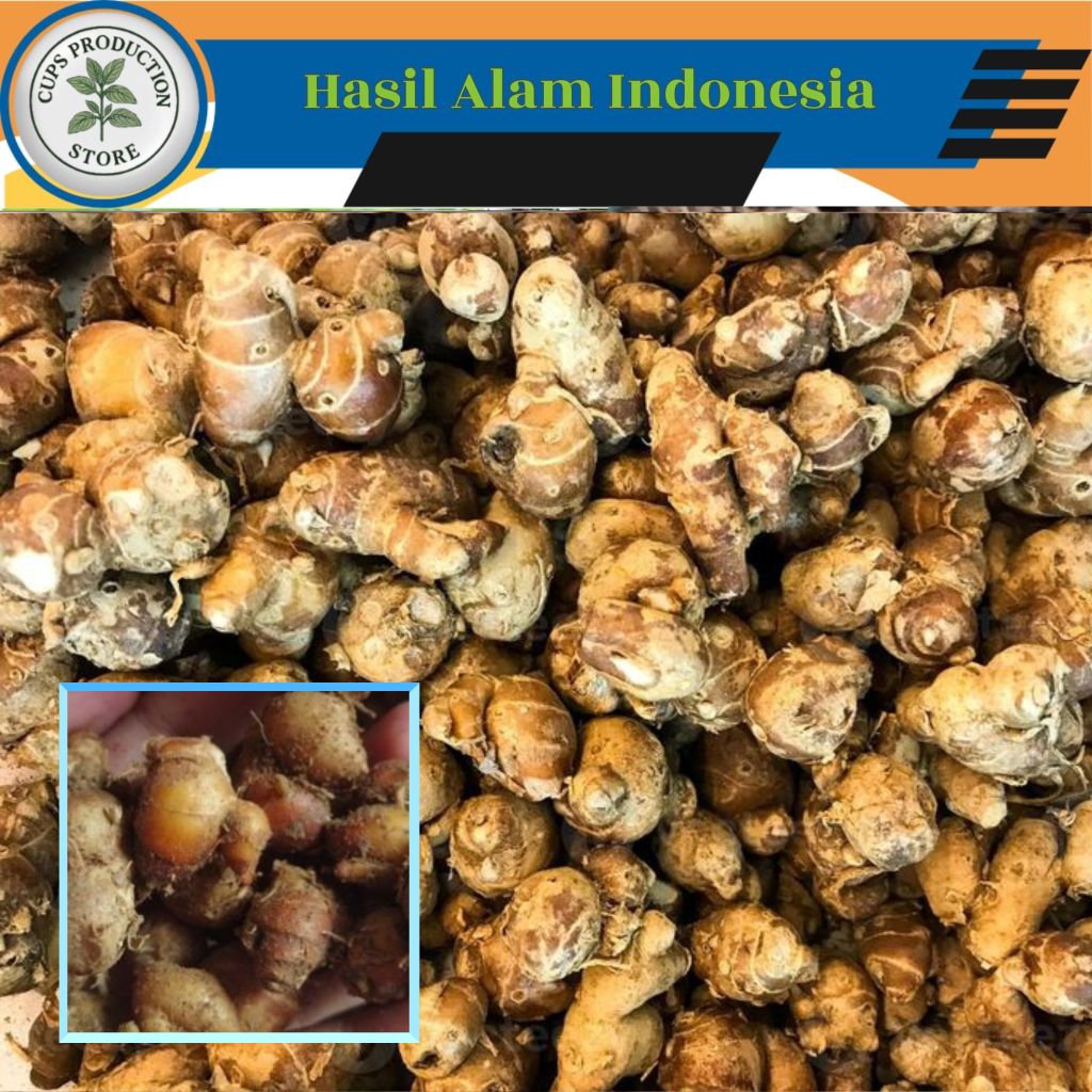 

KENCUR/CIKUR Segar 1 Kg - 500gr Langsung dari Kebun
