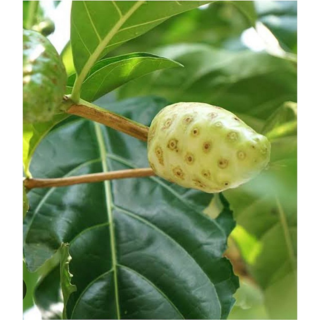 

DAUN MENGKUDU SEGAR ORGANIK 250 GRAM