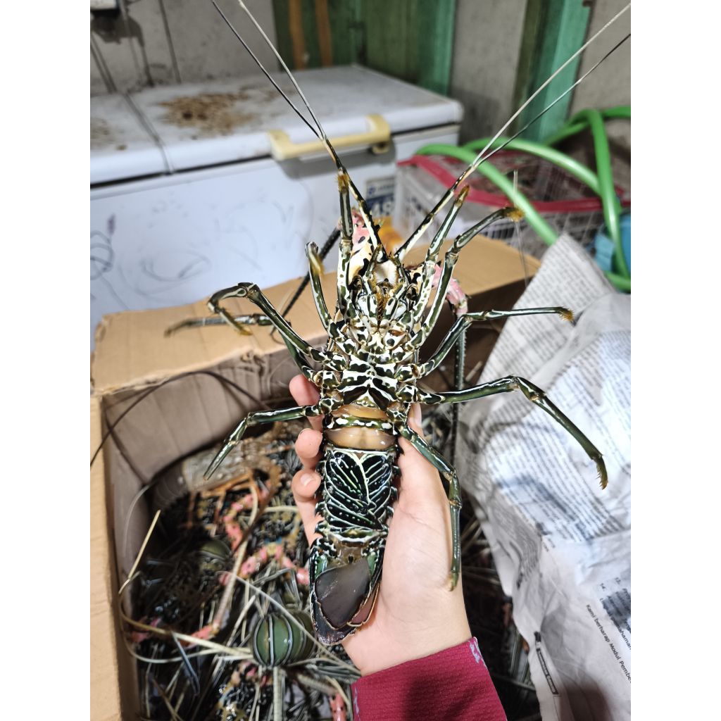 

LOBSTER SUPER isi 3-4 ekor READY STOCK 1kg