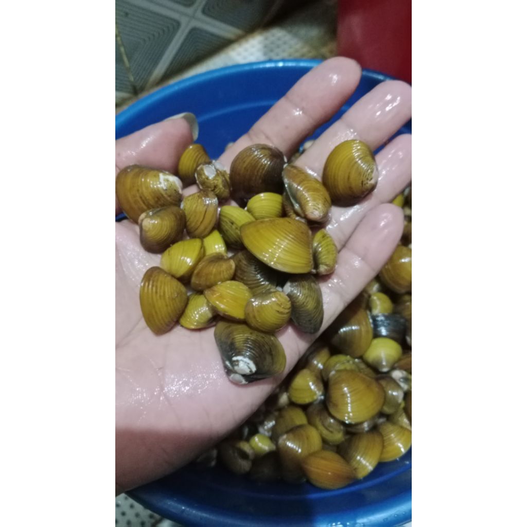 

remis laya kerang hidup 500g, pensi obat liver laya kuning