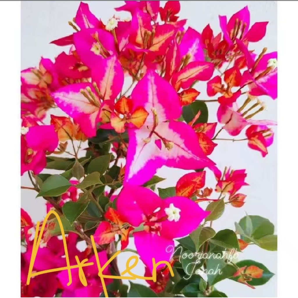 Tanaman Hias Bugenvil Sufia Indiana