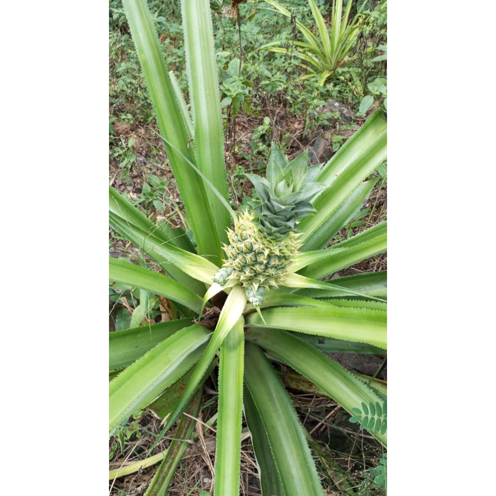 

baru di petik jika ada yang pesen nanas muda segarr fresh