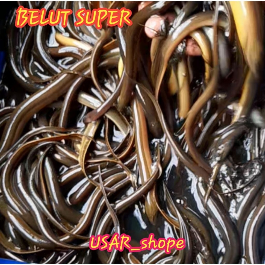 

Belut hidup SUPER/COD/termurah/1kg