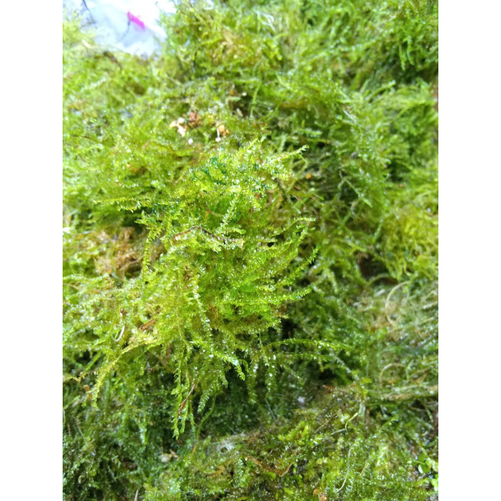 1 kg moss weeving full daun air//untuk tanaman aquascape akuarium