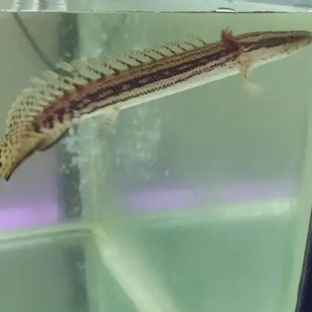 hiasan kebutuhan palmas lapradei