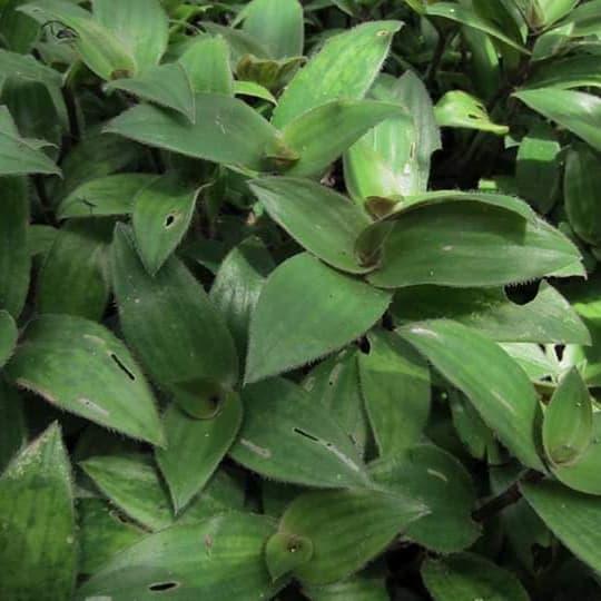 

Daun Telinga Kera Segar - Daun Herbal untuk sakit pinggang