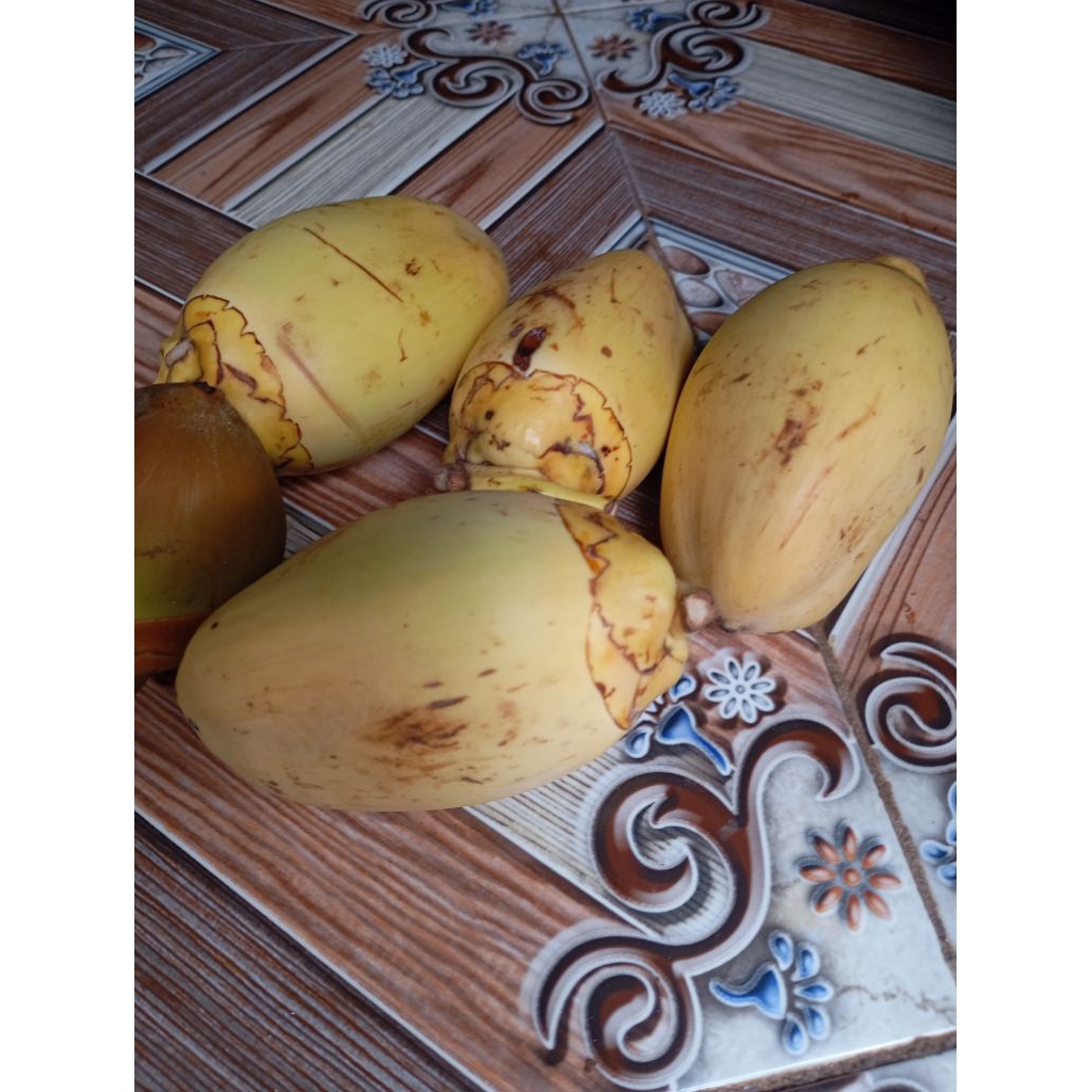 

beluluk kelapa hijau dan kuning isi 5