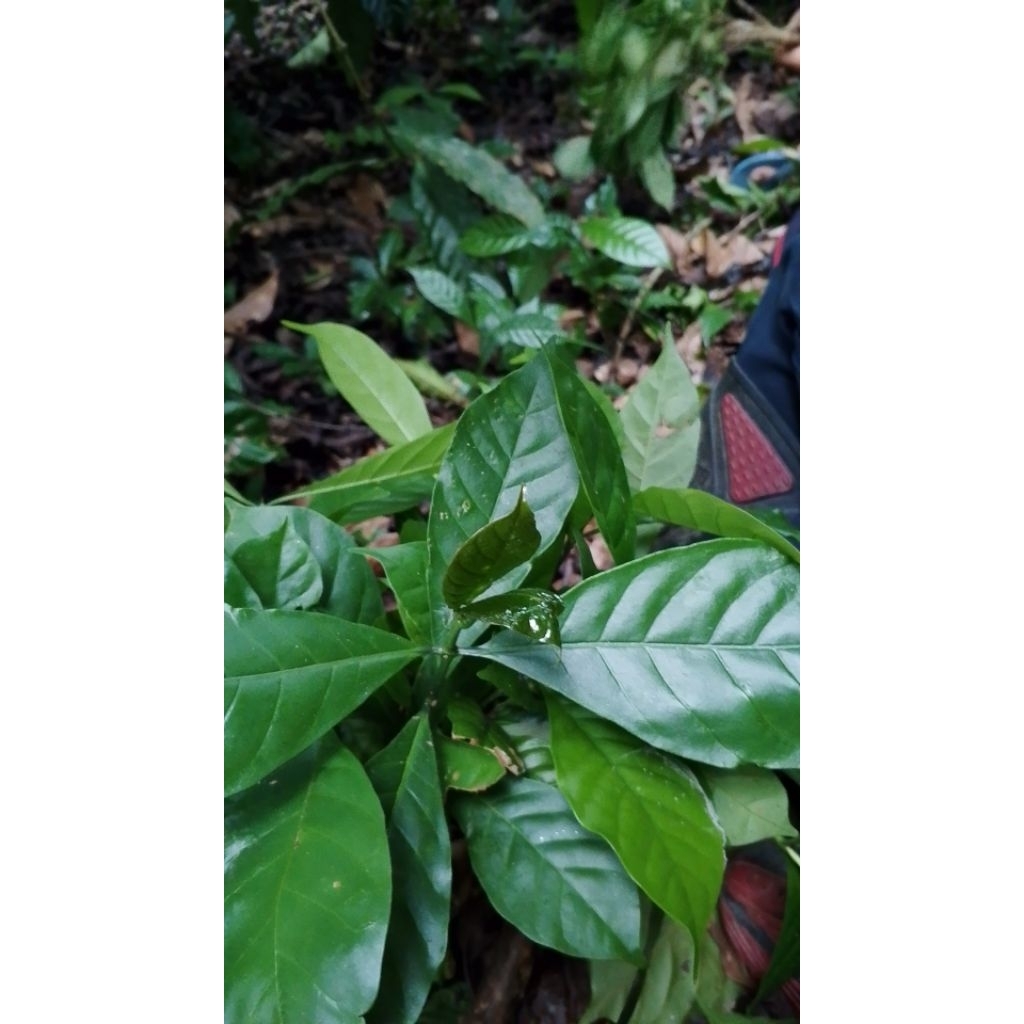 paketan 75 batang bibit kopi robusta lampung cabutan siap tanam