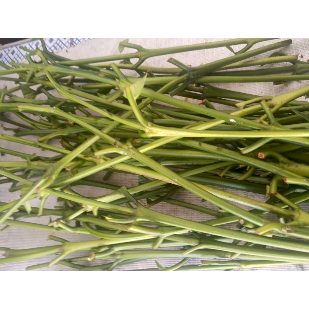 Entres kopi robusta Lampung Klon Bagio raja 30 ranting