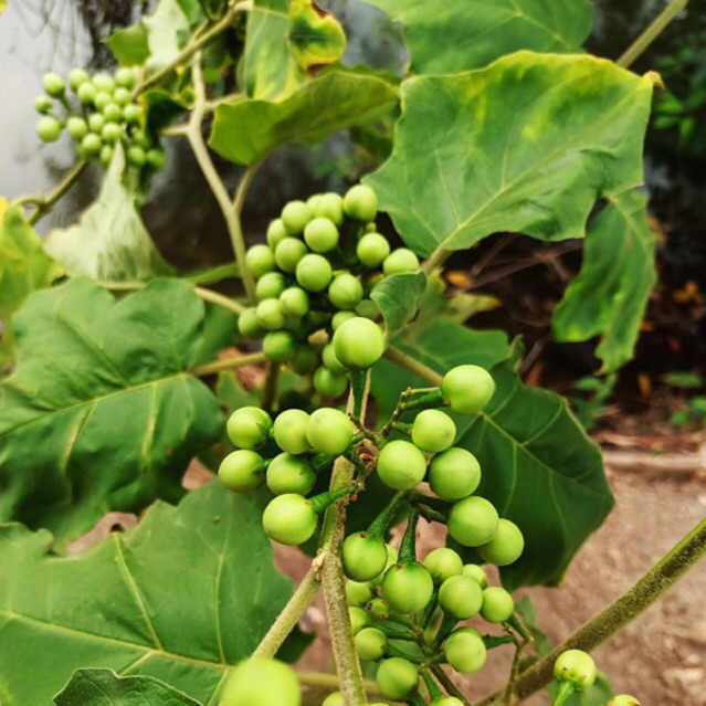 BiJI TAKOKAK / CEMPOKAK / TERONG PIPIT
