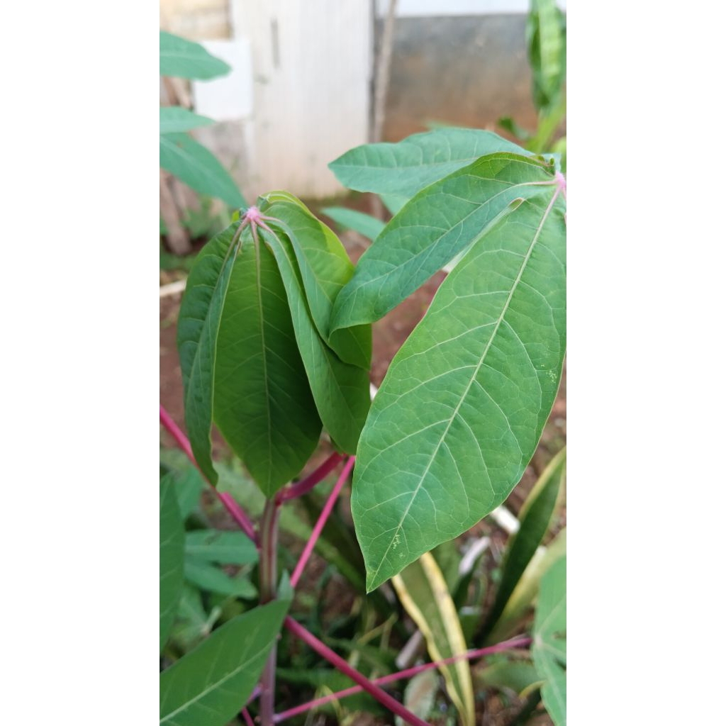 

daun singkong muda 1000 gram atau 1 kg