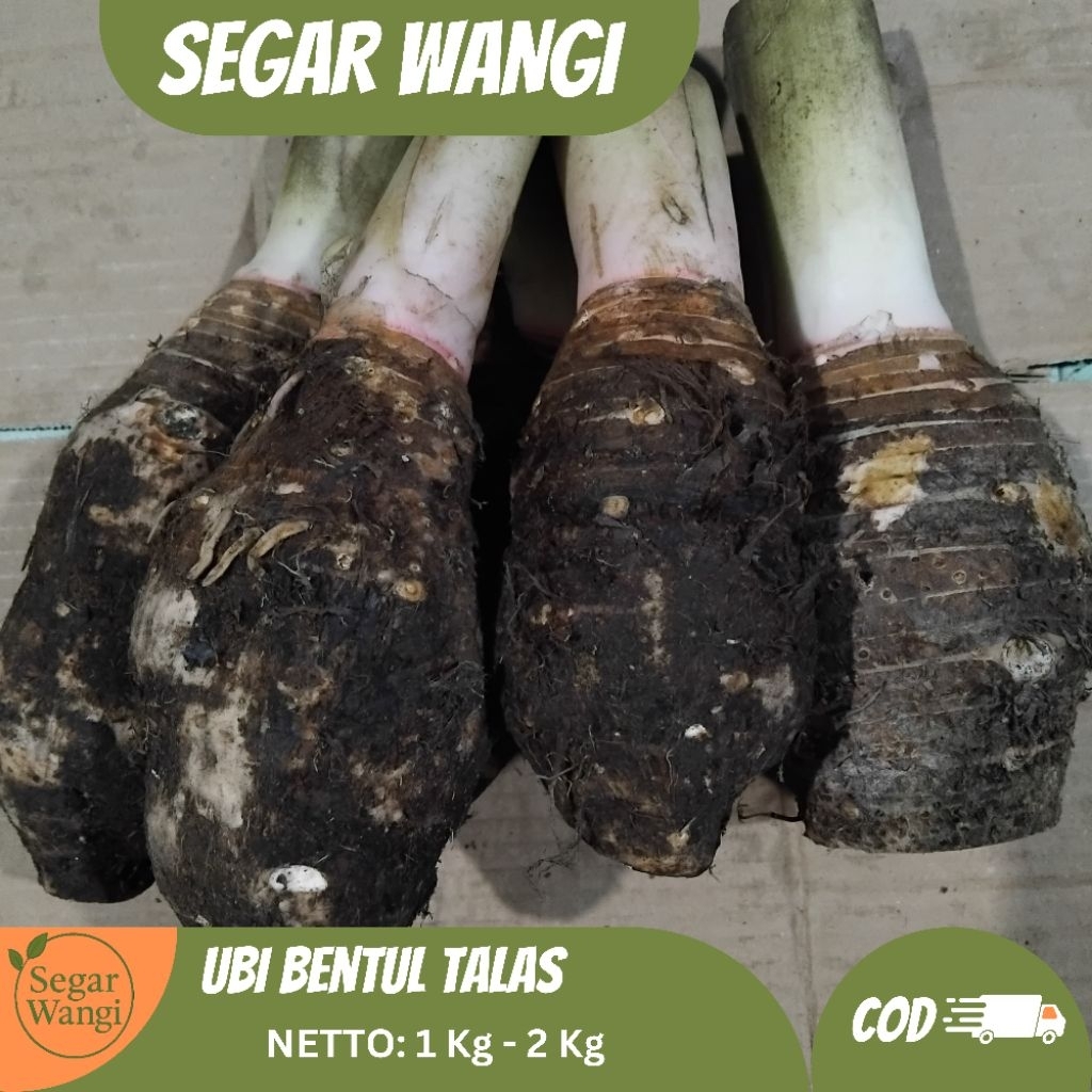 

Ubi Bentul Talas 1 Kg | Ubi Bentul Talas Mentah