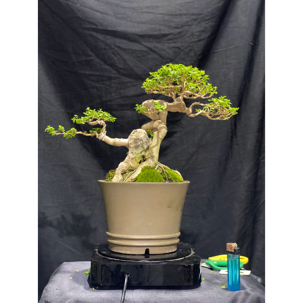 Bonsai sancang Extren on the Rock