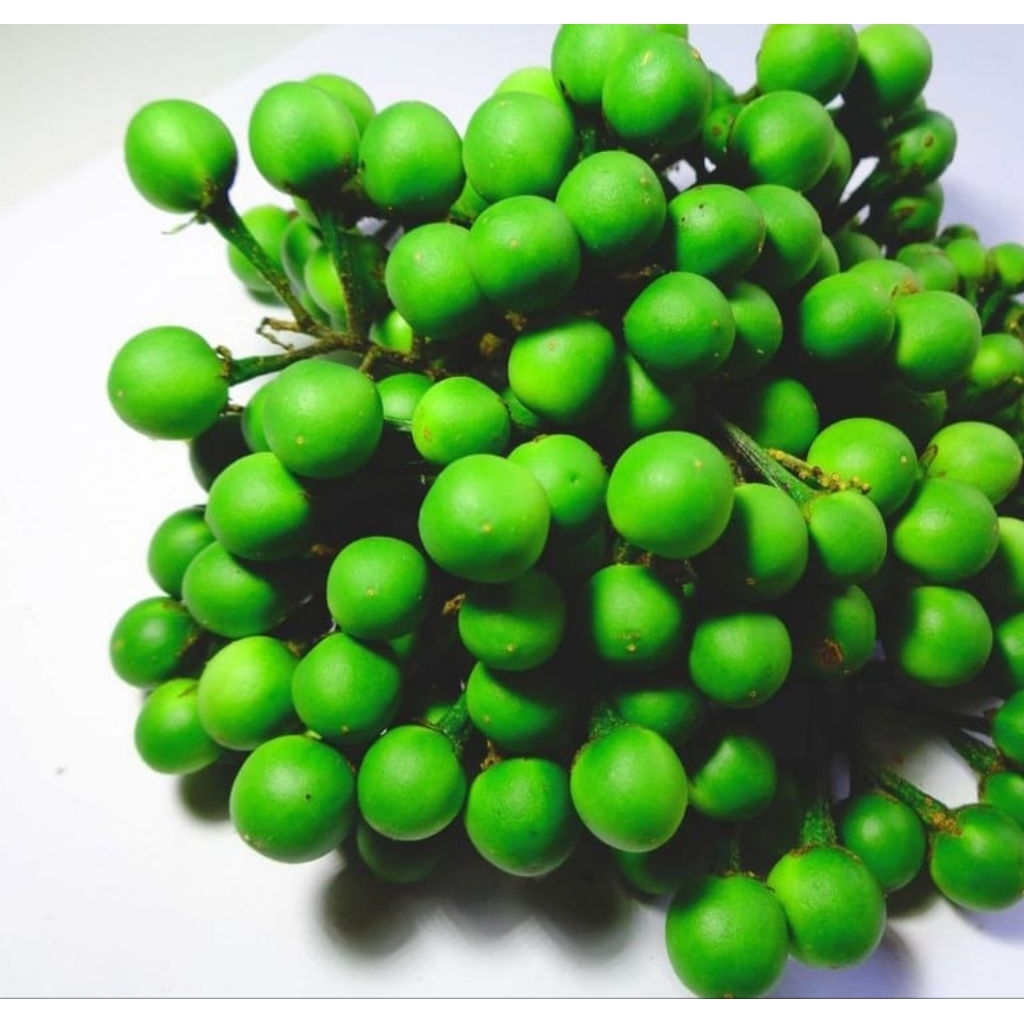 

Buah Tekokak Cepokak Segar dan press 250gram