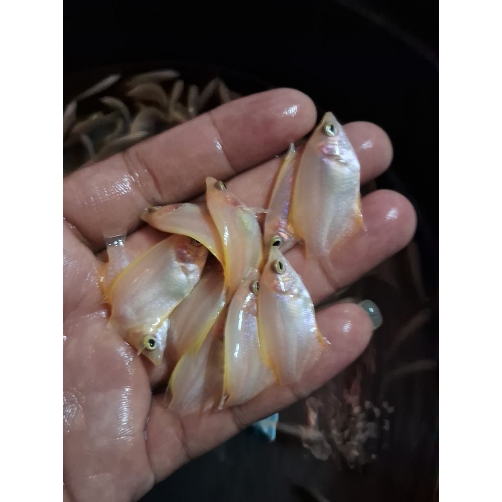 Bibit Gurame Padang Jempol, Kwalitas