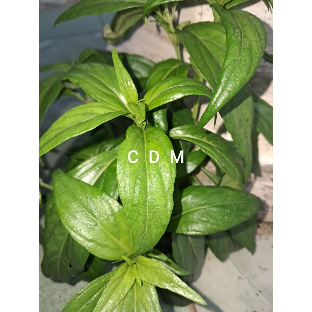 

daun sambiloto segar obat herbar alami 200 grm yang kaya manpaatnya bagi kesehatan