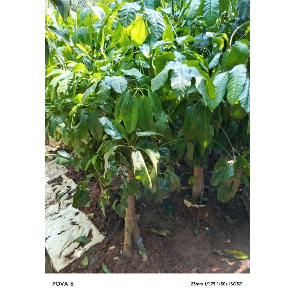 pohon walisongo daun lebar tinggi 1-130 cm