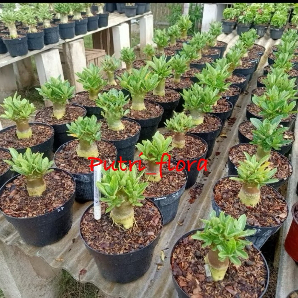 Bibit Tanaman Adenium Arabikum Hibrid Godji Nomsod Series Seedling