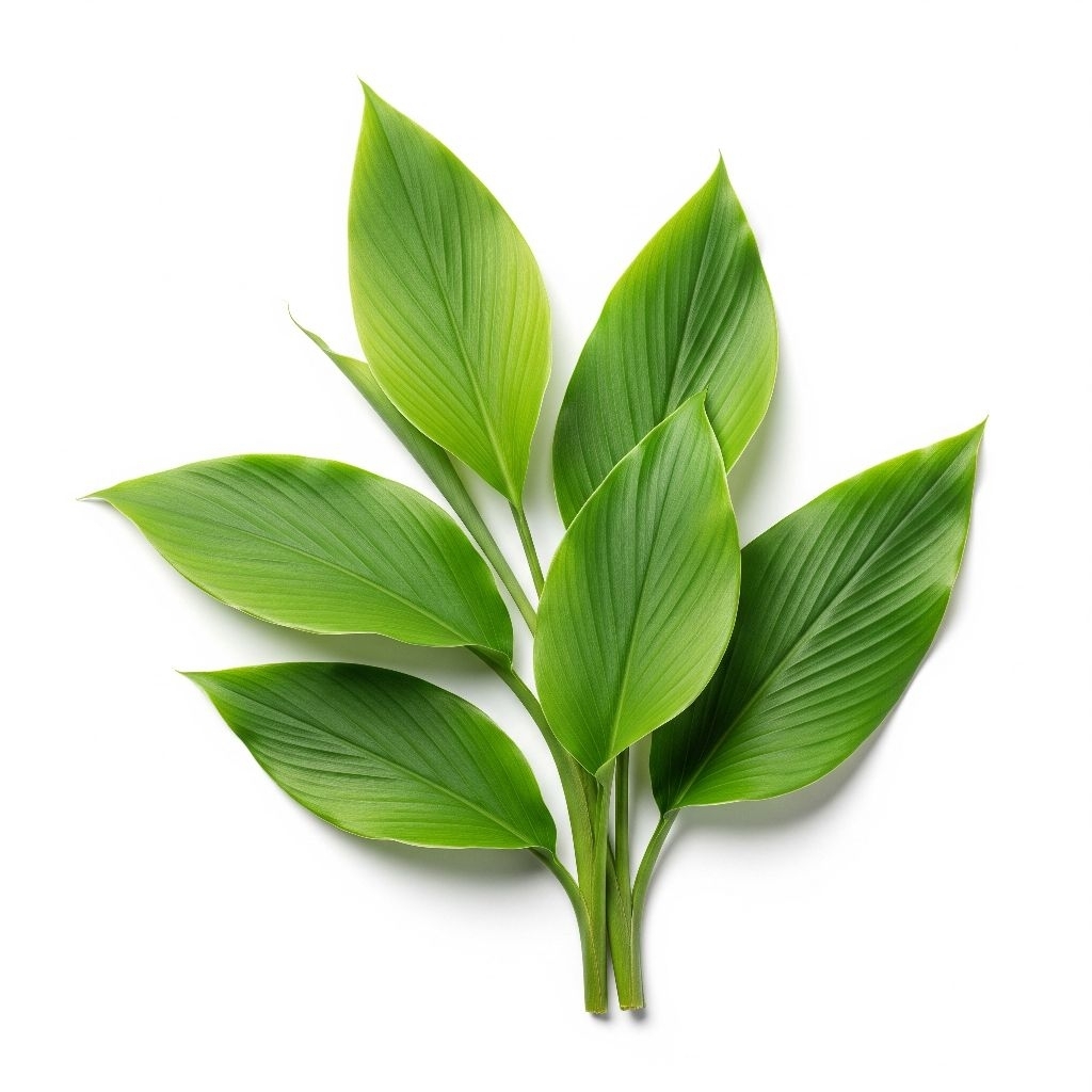 

DAUN KUNYIT Segar Pilihan: 100gram Langsung Dari Kebun