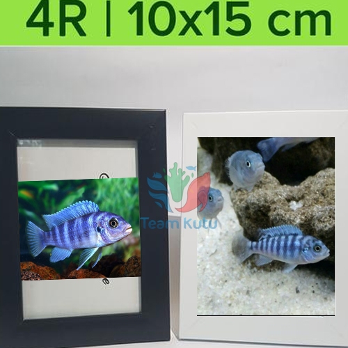 ( O ) SIKLID CICHLID LAMBORDI