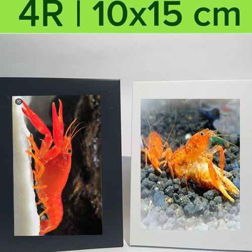 ( O ) LOBSTER HIAS AIR TAWAR MARBORO RED BLUE WHITE ORANGE - ETALASE