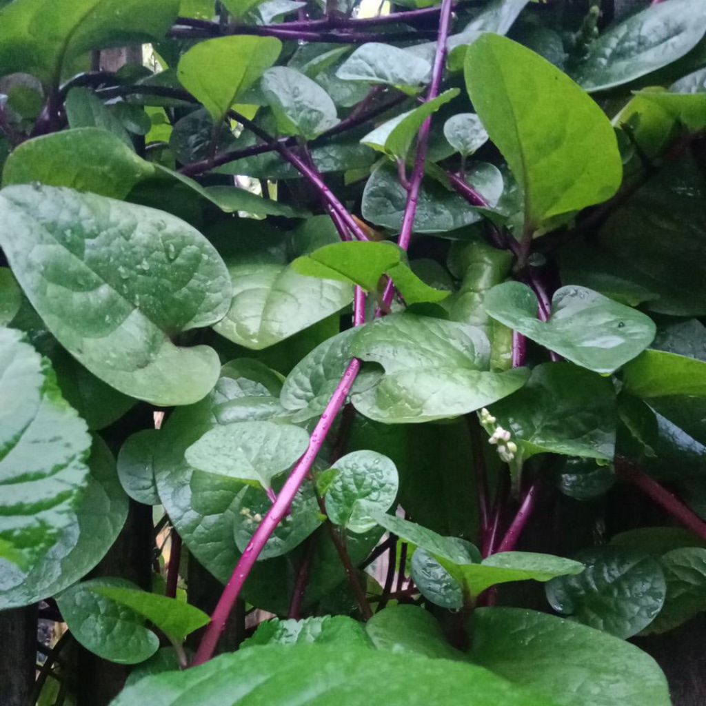 

Daun binahong. 15 helai daun di harga 10.000 di petik saat di pesan