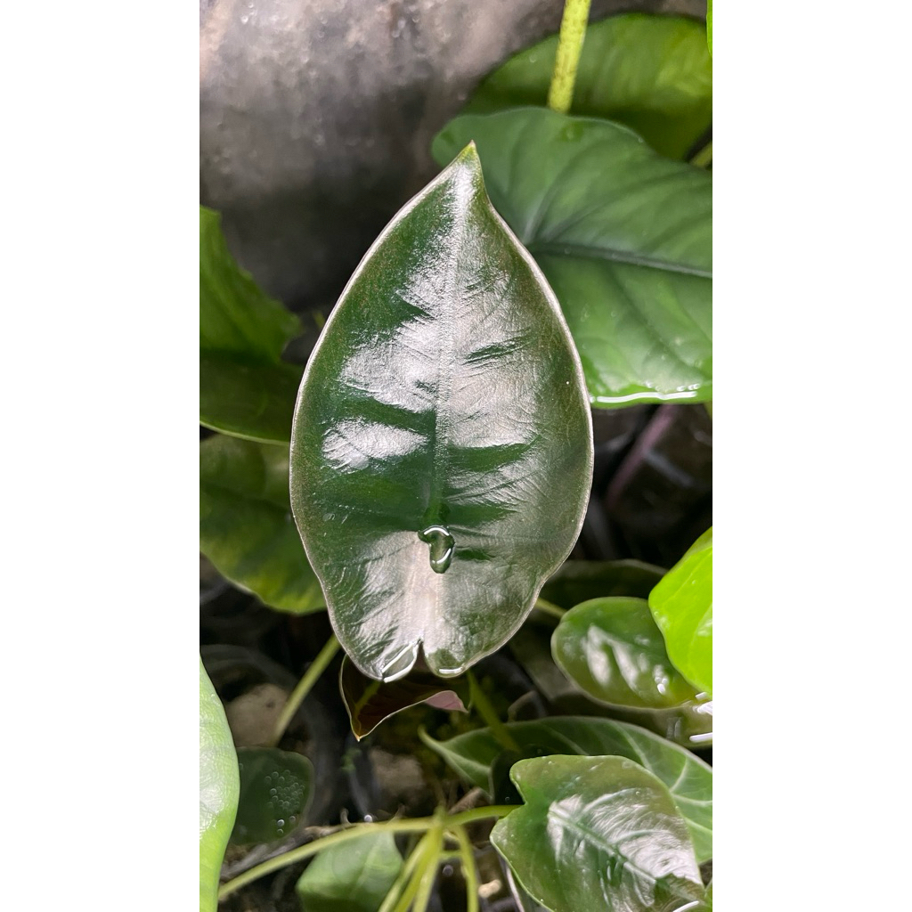 alocasia infernalis