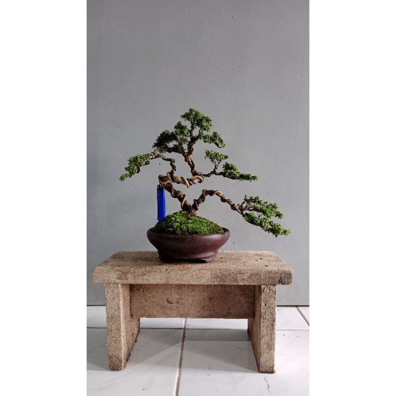 Bonsai saeng simbur thailand super micro