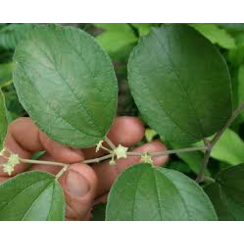 

daun Bidara arab asli 200 lembar