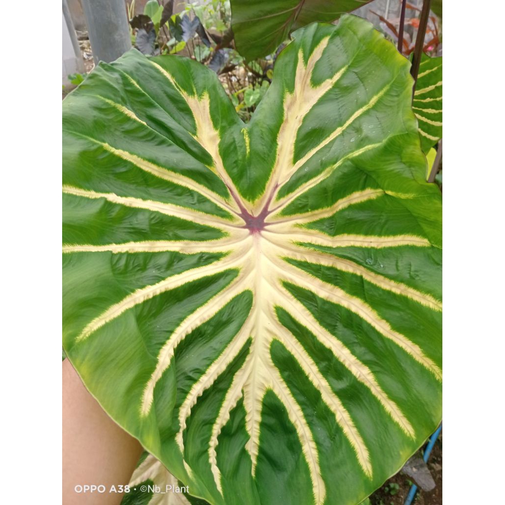 Colocasia White Lava