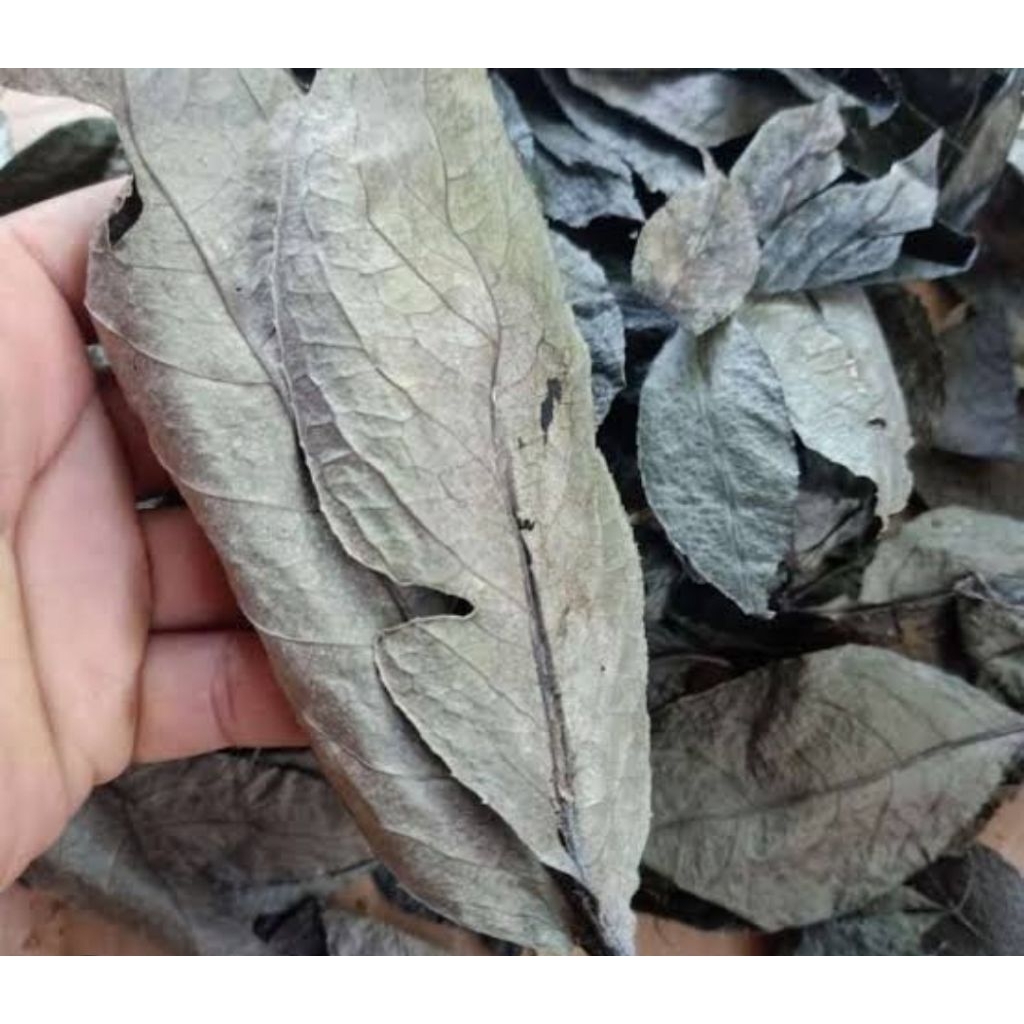

Daun Karas tulang kering 400 gram organik